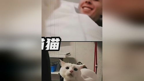 猫咪相亲记——免费观看全系列视频