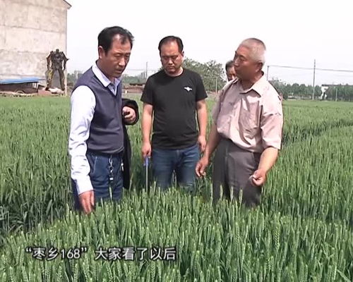 狂野农民风采，免费观看的乡村魅力短剧