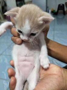 大脸猫猫搞笑短剧，免费观看，笑出腹肌！