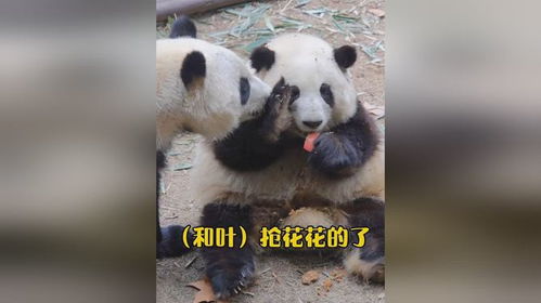 熊猫人视频短剧，免费观看，乐趣无边界的精彩体验