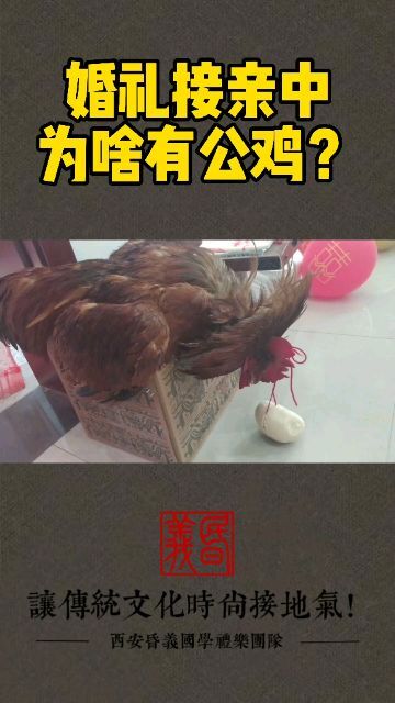 新娘与公鸡的浪漫短剧——免费观看指南