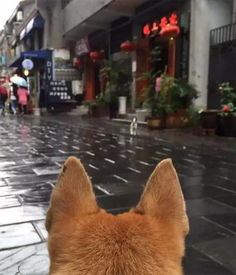 土狗短剧，十三集免费之旅