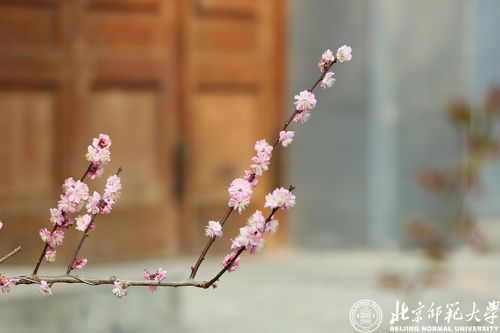 春花归来，免费短剧的在线观看体验