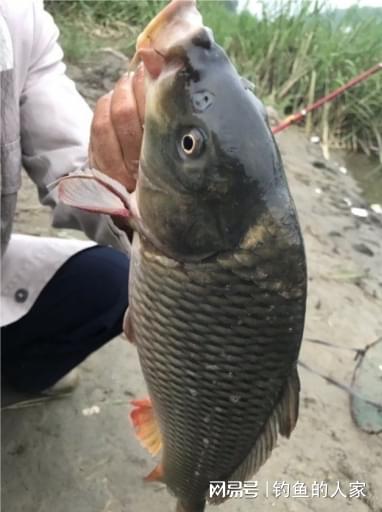 免费畅享，超级大鲤鱼短剧乐趣无限