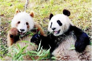 实习后，千金马甲藏不住的国宝熊猫短剧，免费高清在线观看的魅力与乐趣