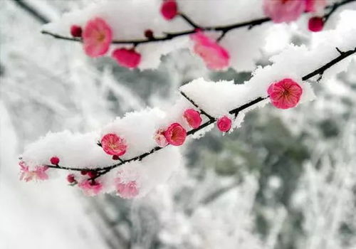 《梅花香自苦寒来》短剧在线观看，风流小家丁，从尘埃到辉煌的传奇人生短剧在线观看，短剧在线观看