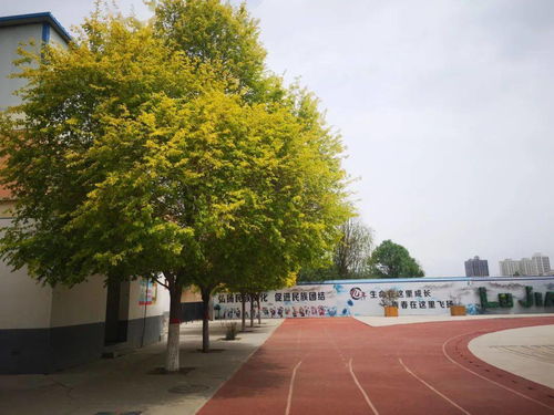 《女人的荣耀》短剧在线观看，新公主小妹（100集），青春、成长与奇幻之旅短剧在线观看，新的公主短剧在线观看