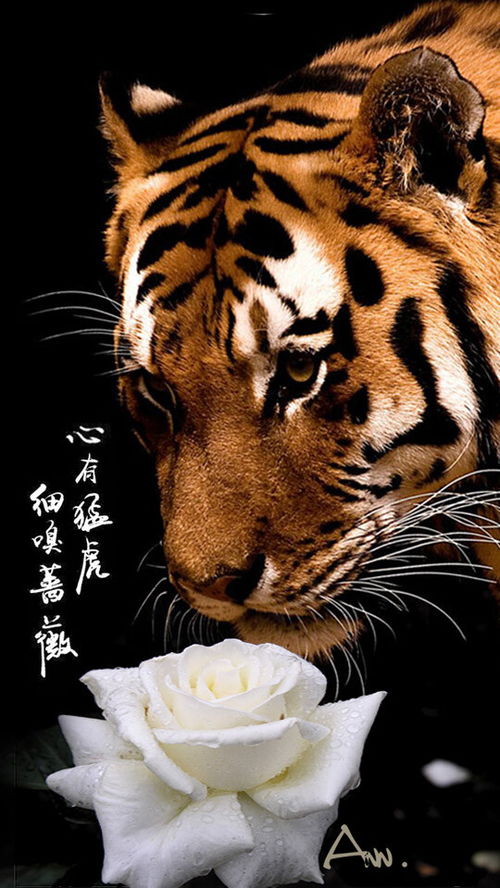 《心有猛虎细嗅蔷薇》短剧在线观看，老婆跑路我傻五年，女儿把我宠成神（92集）李文瑞，一个男人的重生与救赎短剧在线观看，老婆要跑路短剧在线观看