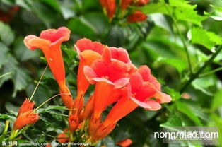 《凌霄枝头上》短剧在线观看，真假千金之妈咪逆袭归来（76集），逆袭的力量与母爱的伟大短剧在线观看，真假千金逆袭打脸的小说短剧在线观看