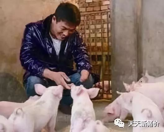《我竟靠爸妈养猪走上巅峰》短剧在线观看，又是一年除夕夜（第74集）短剧在线观看，又是一年除夕夜74集大结局短剧在线观看