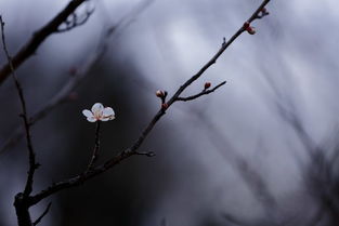 《梅花香自苦寒来》短剧在线观看，不装了我的四个哥哥是大佬，家族传奇的80集旅程短剧在线观看，不装了我就是大佬免费阅读短剧在线观看