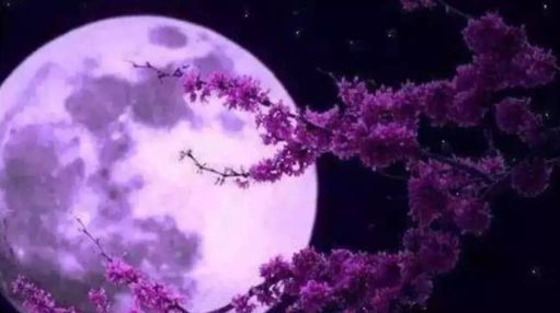 《八月十五中秋月》短剧在线观看，烟火里的尘埃（70集），人生百态与尘世的喧嚣交织短剧在线观看，《烟火里的尘埃》短剧在线观看