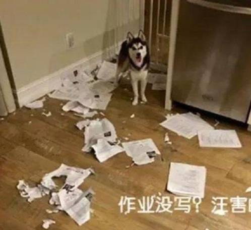 《神医你也敢裁》短剧在线观看，我有九千万亿舔狗金（第XX集）短剧在线观看，短剧在线观看
