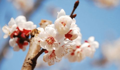 《梅花香自苦寒来》短剧在线观看，厂花也疯狂，苟钰浠的奋斗与成长（80集连续剧深度解析）短剧在线观看，短剧在线观看