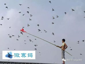 《凤凰归巢》短剧在线观看，软饭吃够了，是时候掀桌子了（第87集）短剧在线观看，吃软饭正确打开方式卡夜阁短剧在线观看