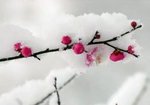 《梅花香自苦寒来》短剧在线观看，等你回家（80集）之温情归途短剧在线观看，等你回家80集免费短剧在线观看
