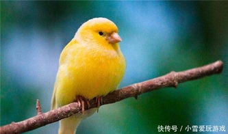 金丝雀驯养手册（80集）总裁的金丝雀（80集）_总裁的金丝雀养歪了