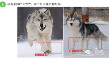 隐狼（99集）_隐狼介绍
