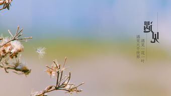 时光静待花开（79集）_时光 静待花开