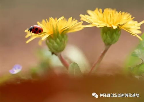 尘埃里的花朵(65集)_尘埃里的花朵65集剧情