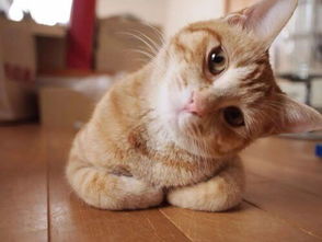 猫的报恩七次初吻（93集）_猫的报恩百度百科