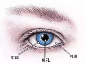 白金瞳（95集）_白金瞳孔