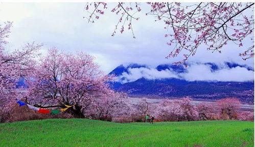 桃花沟（杏花沟）（74集）_桃花沟属于哪里