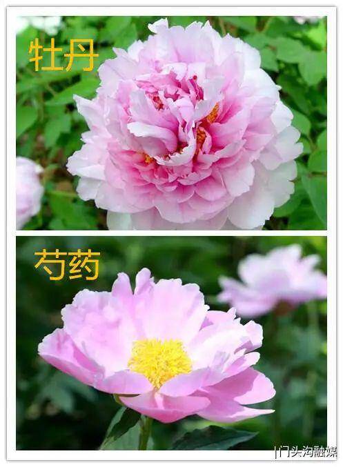 花开正艳_花开正艳下一句是
