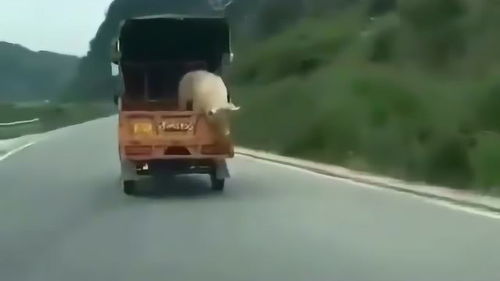 汽车多少公里不掉肉