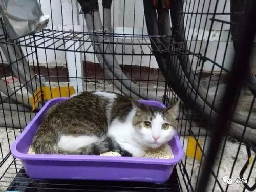 汽车能带猫咪嘛多少钱